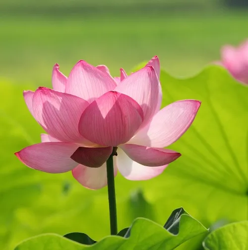 Lotus Essential Oil 5